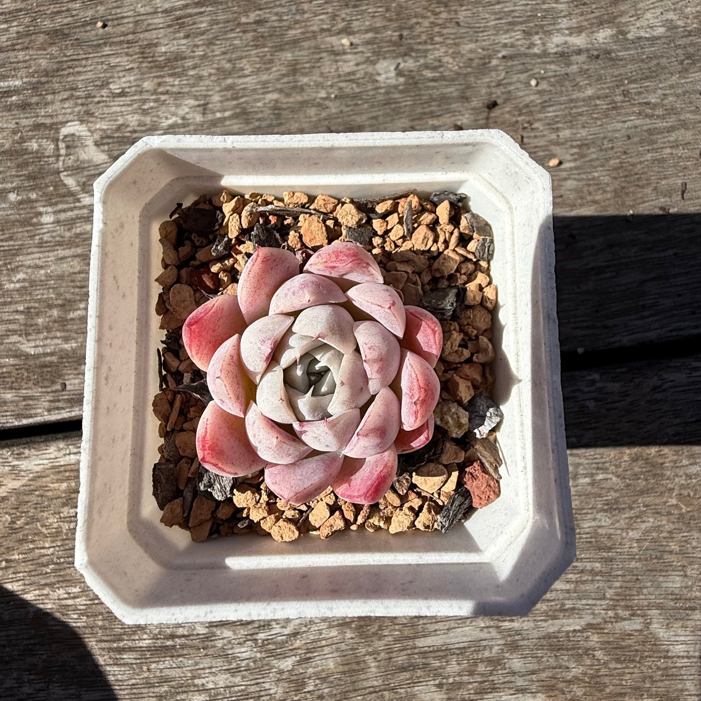 2810 Echeveria 'Peach Queen'