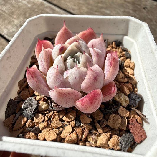 2810 Echeveria 'Peach Queen'