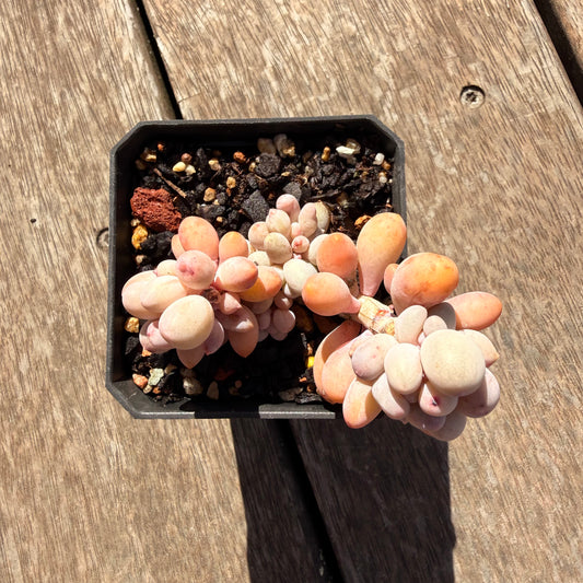 2810 Pachyphytum Baby Finger