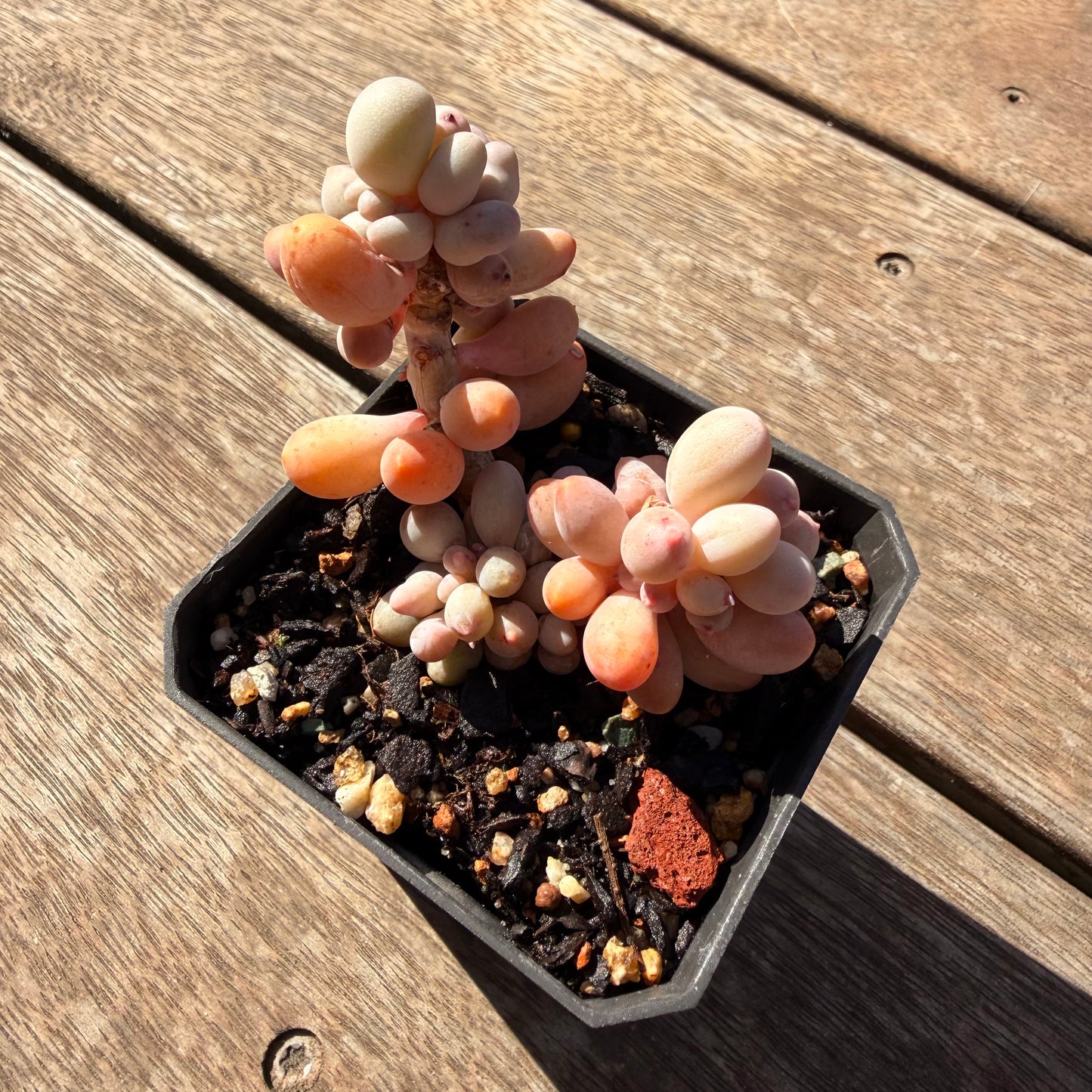 2810 Pachyphytum Baby Finger