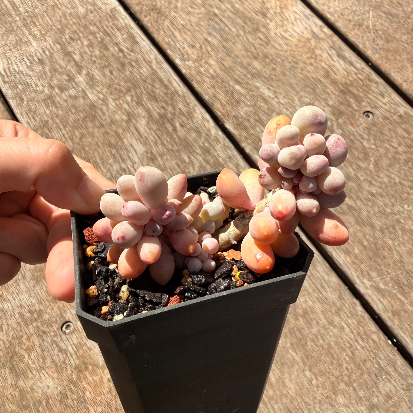 2810 Pachyphytum Baby Finger