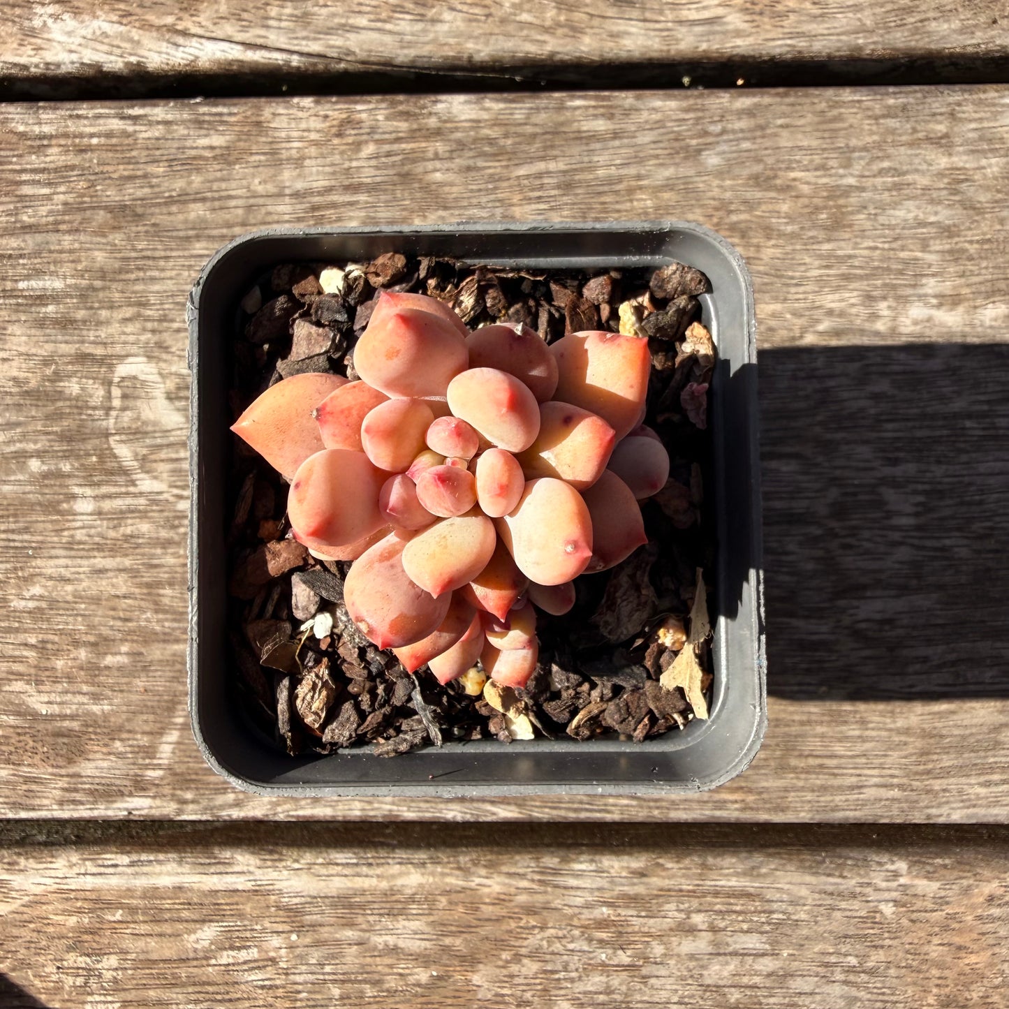 2810 Pachyveria Virgo