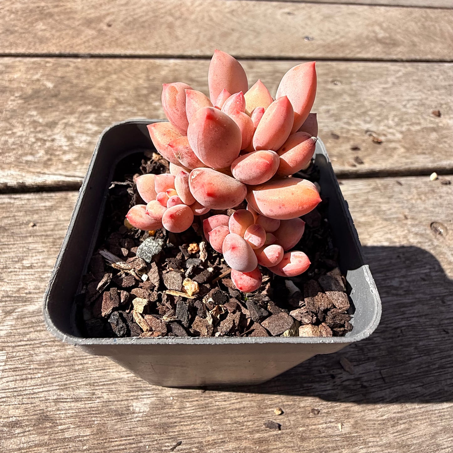 2810 Pachyveria Virgo