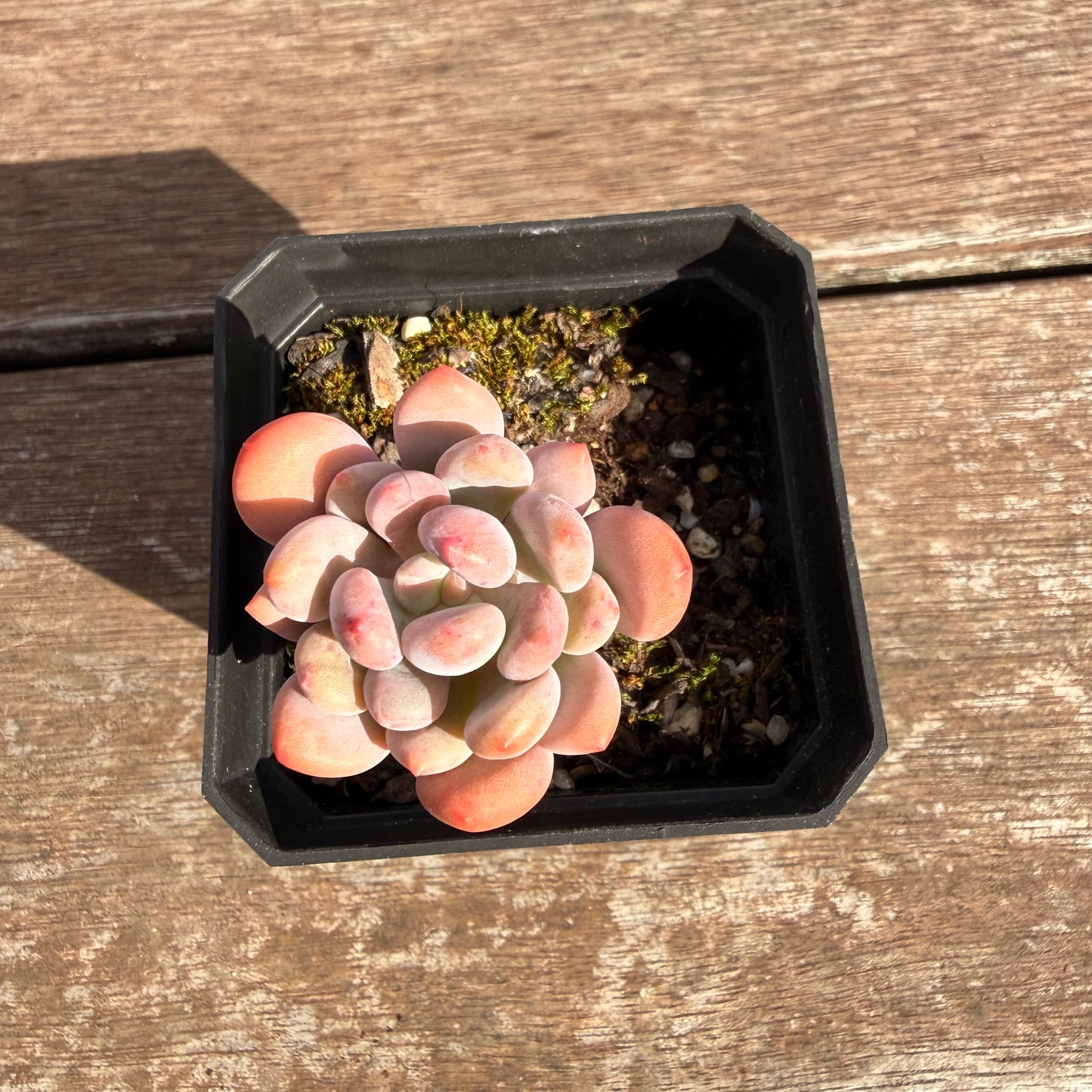 2810 Pachyveria Clavifolia