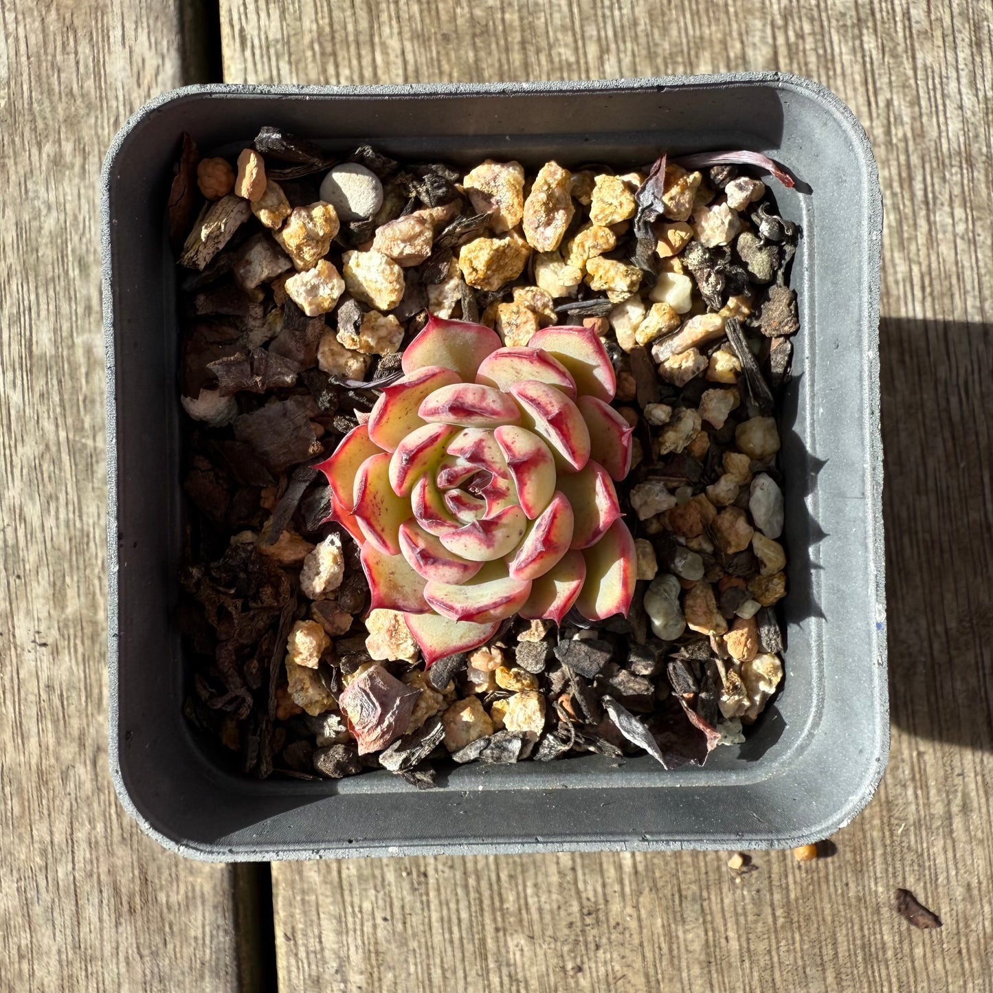 2907 Echeveria Chiok