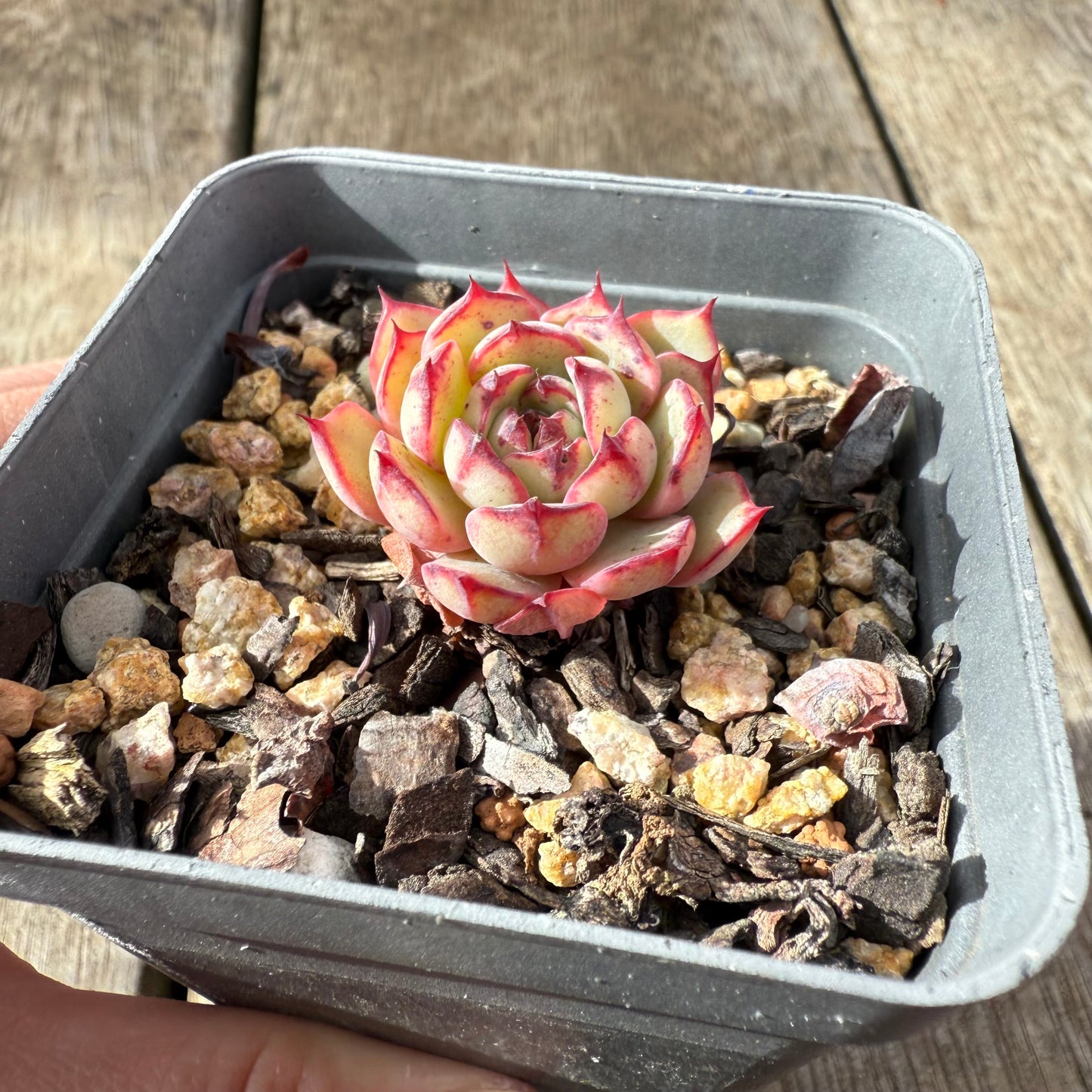 2907 Echeveria Chiok