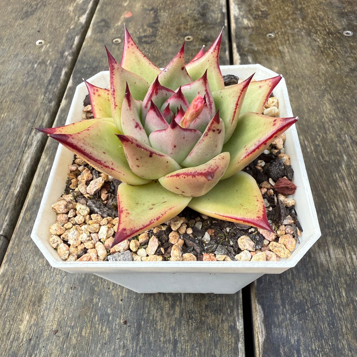 2907 Echeveria Ebony 'Starfish'