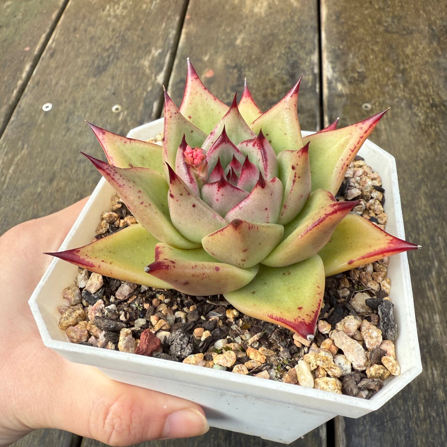 2907 Echeveria Ebony 'Starfish'