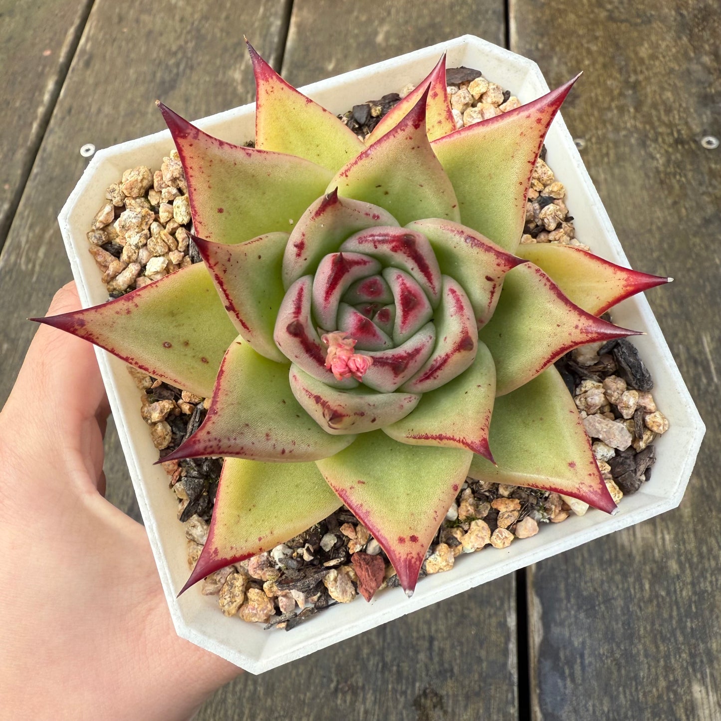 2907 Echeveria Ebony 'Starfish'