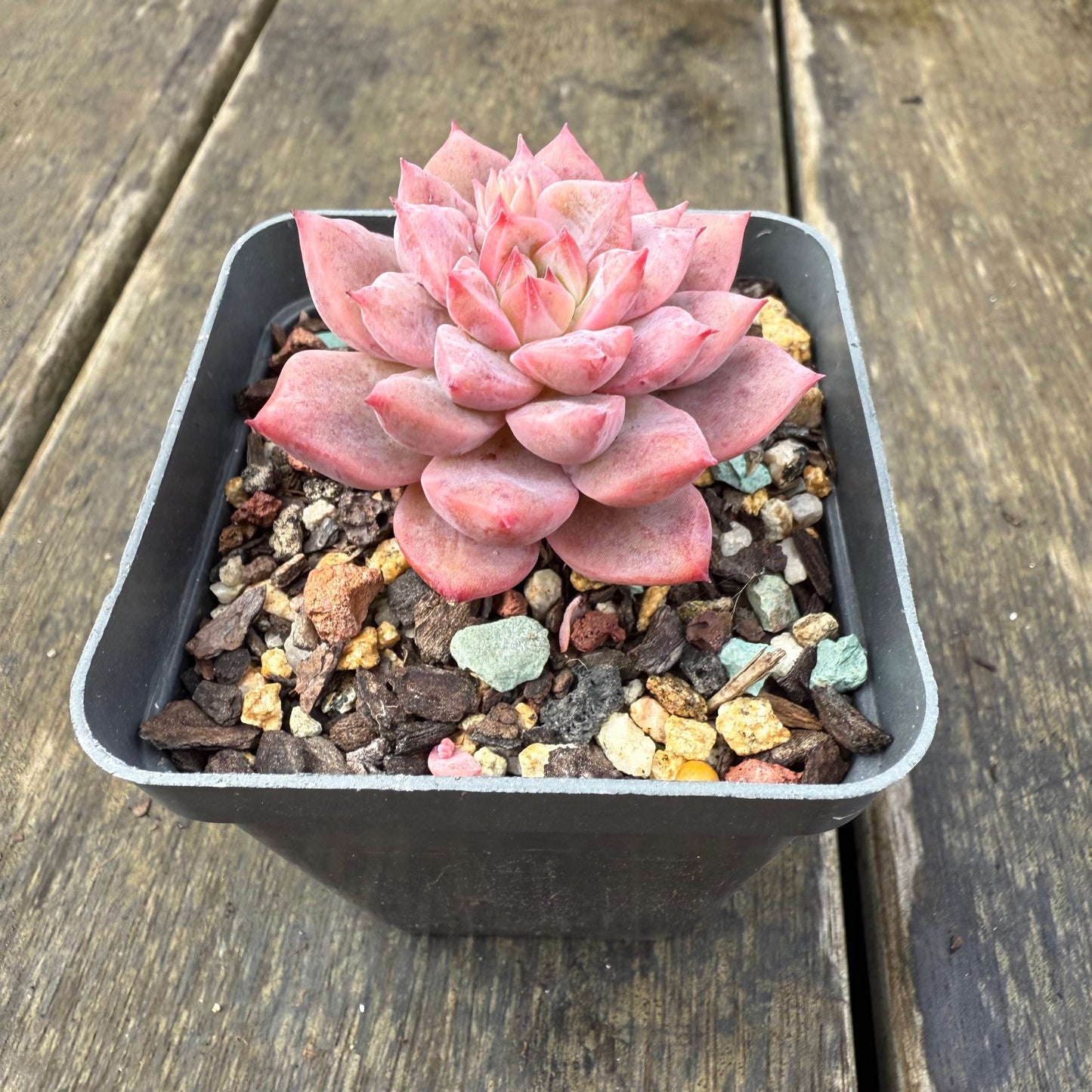 2907 Echeveria Frosty Bloom