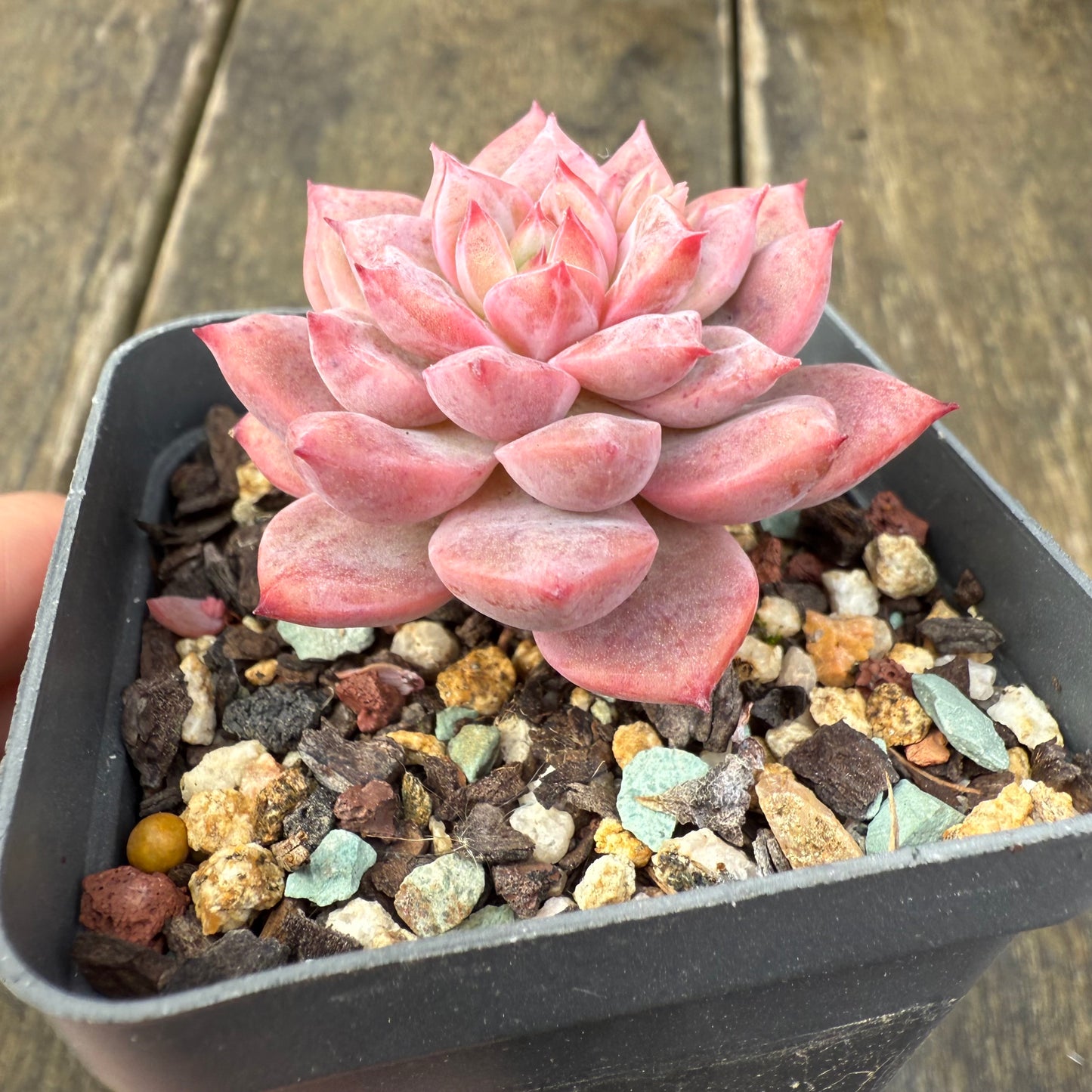 2907 Echeveria Frosty Bloom