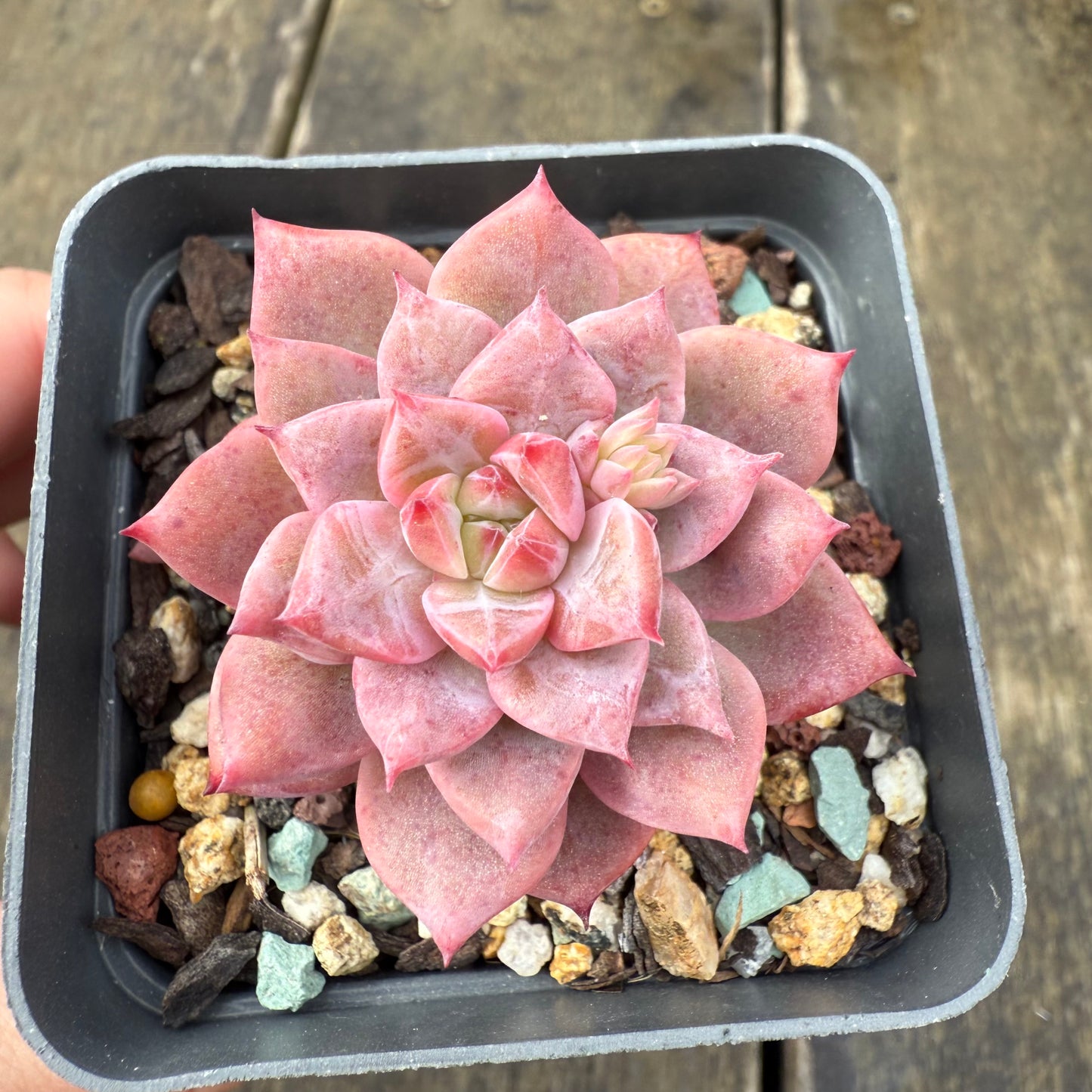2907 Echeveria Frosty Bloom