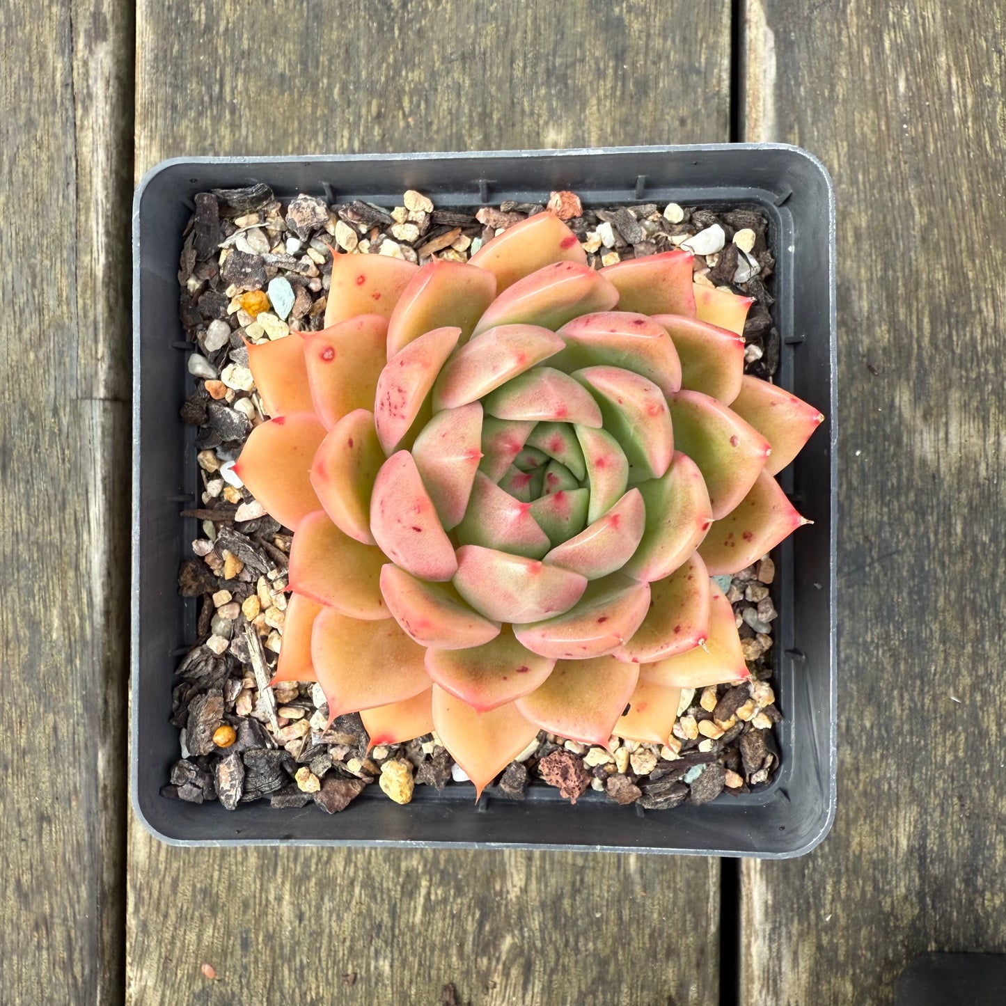 2907 Echeveria Malgan 'Apricot'