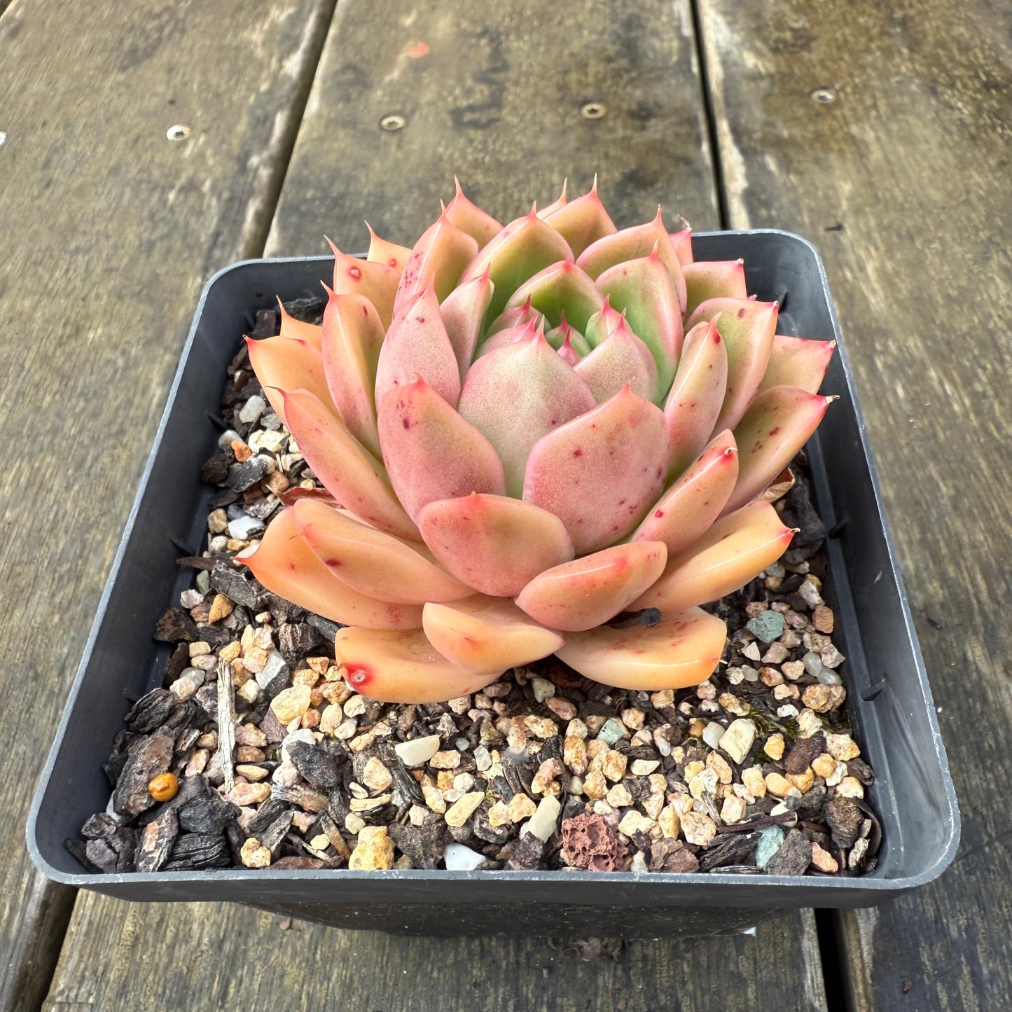 2907 Echeveria Malgan 'Apricot'