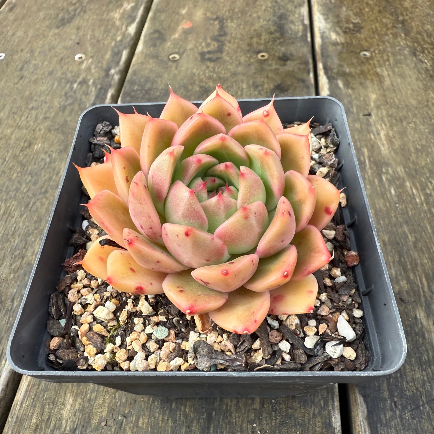 2907 Echeveria Malgan 'Apricot'