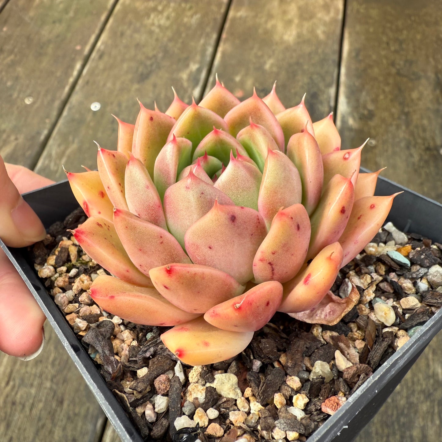 2907 Echeveria Malgan 'Apricot'