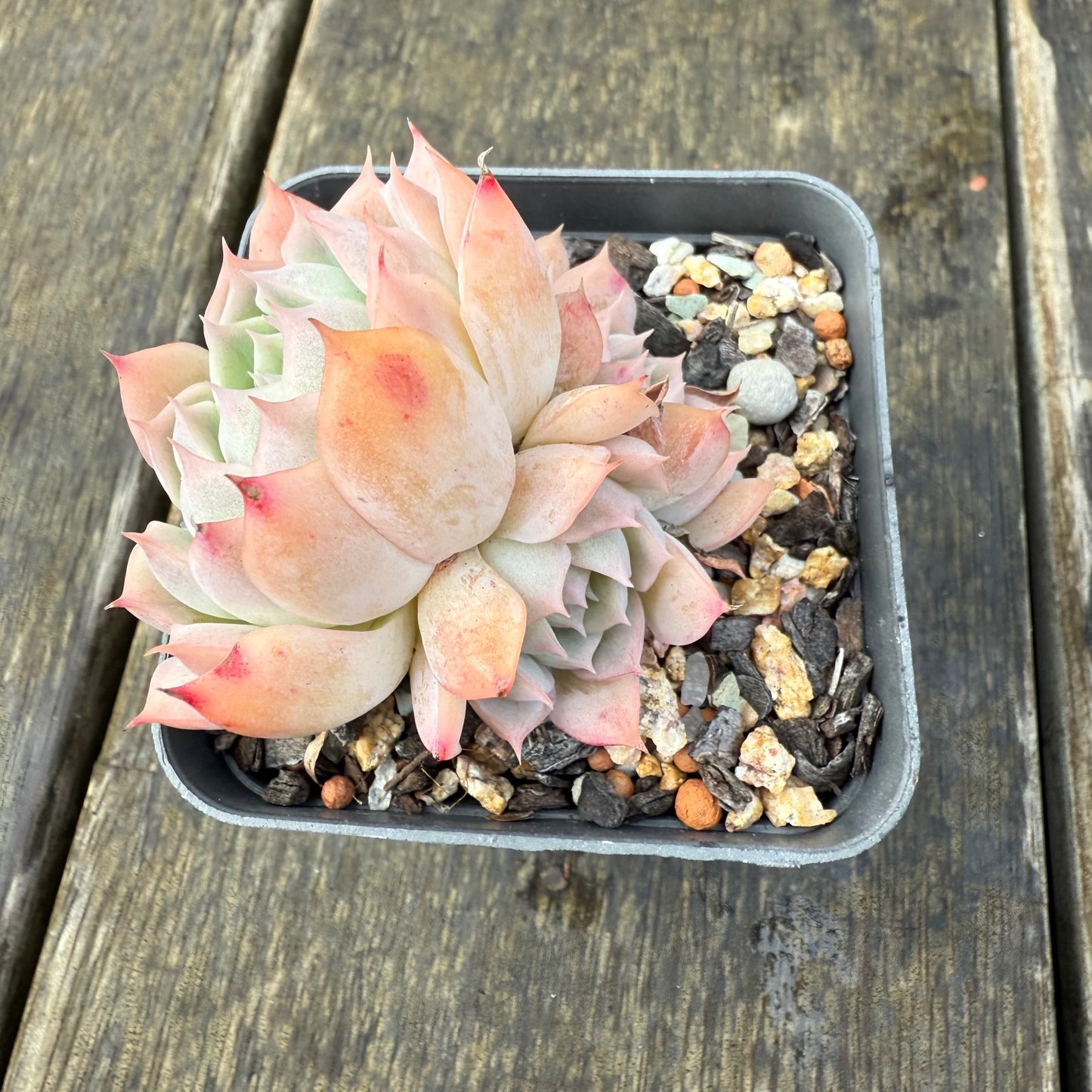 2907 Echeveria Pink Senura