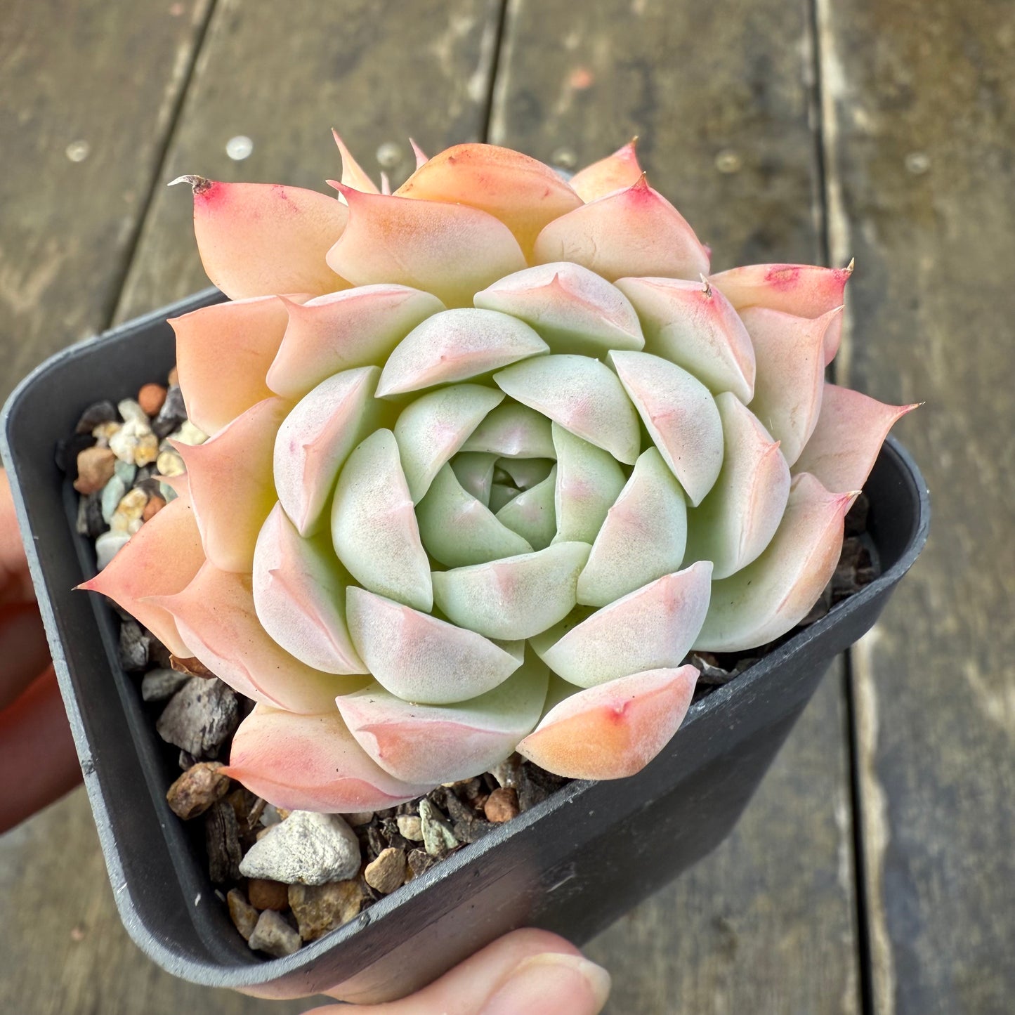 2907 Echeveria Pink Senura
