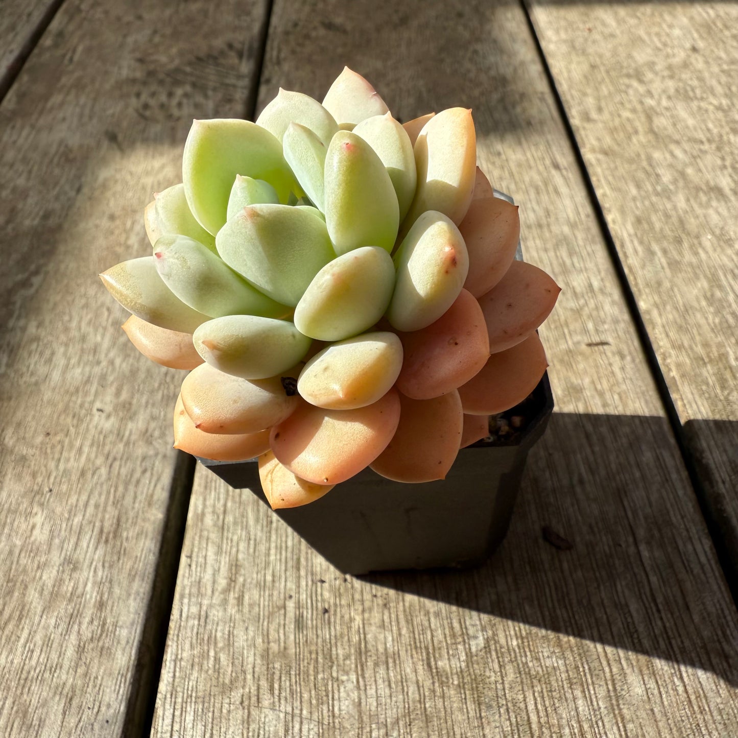 2907 Graptoveria White Horse