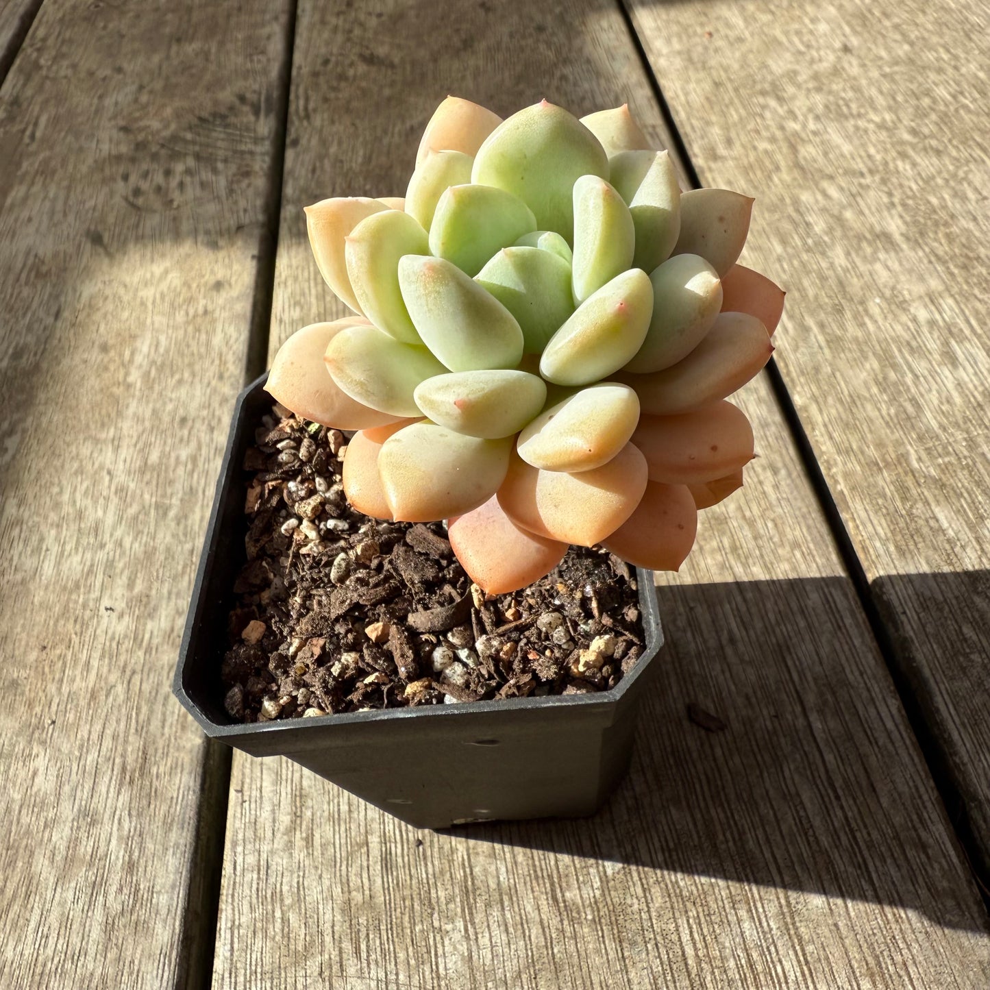 2907 Graptoveria White Horse