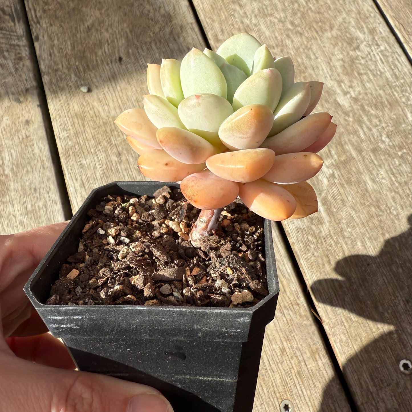2907 Graptoveria White Horse