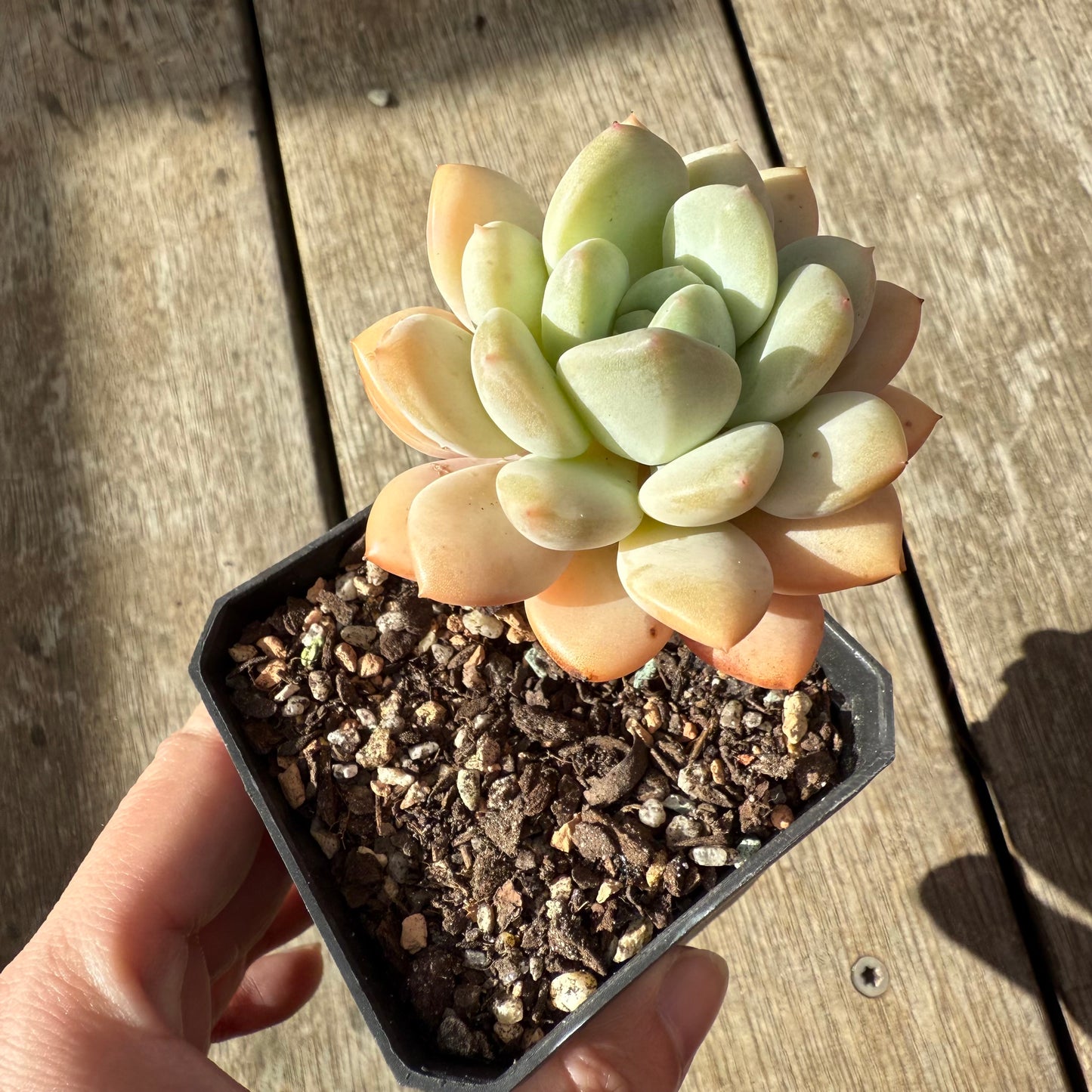 2907 Graptoveria White Horse