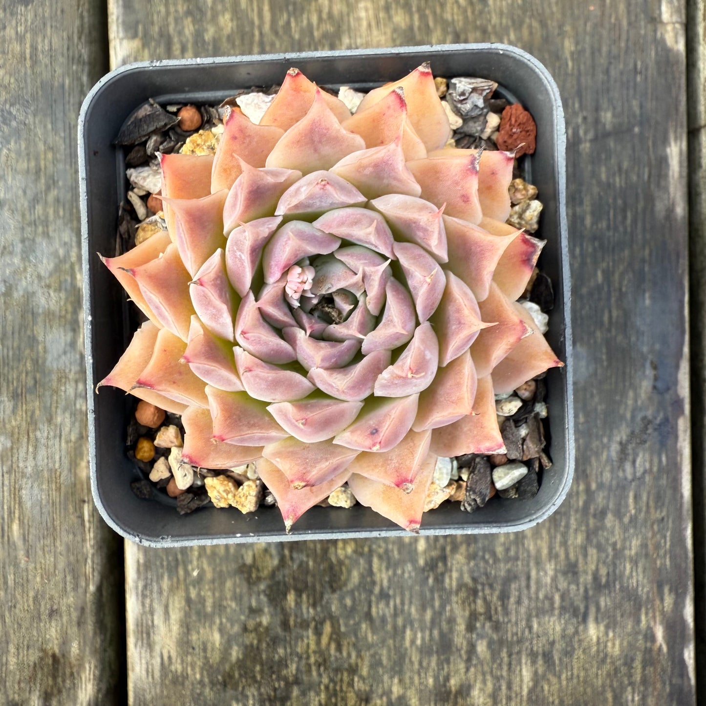 2907 Echeveria 'Ferris Wheel'