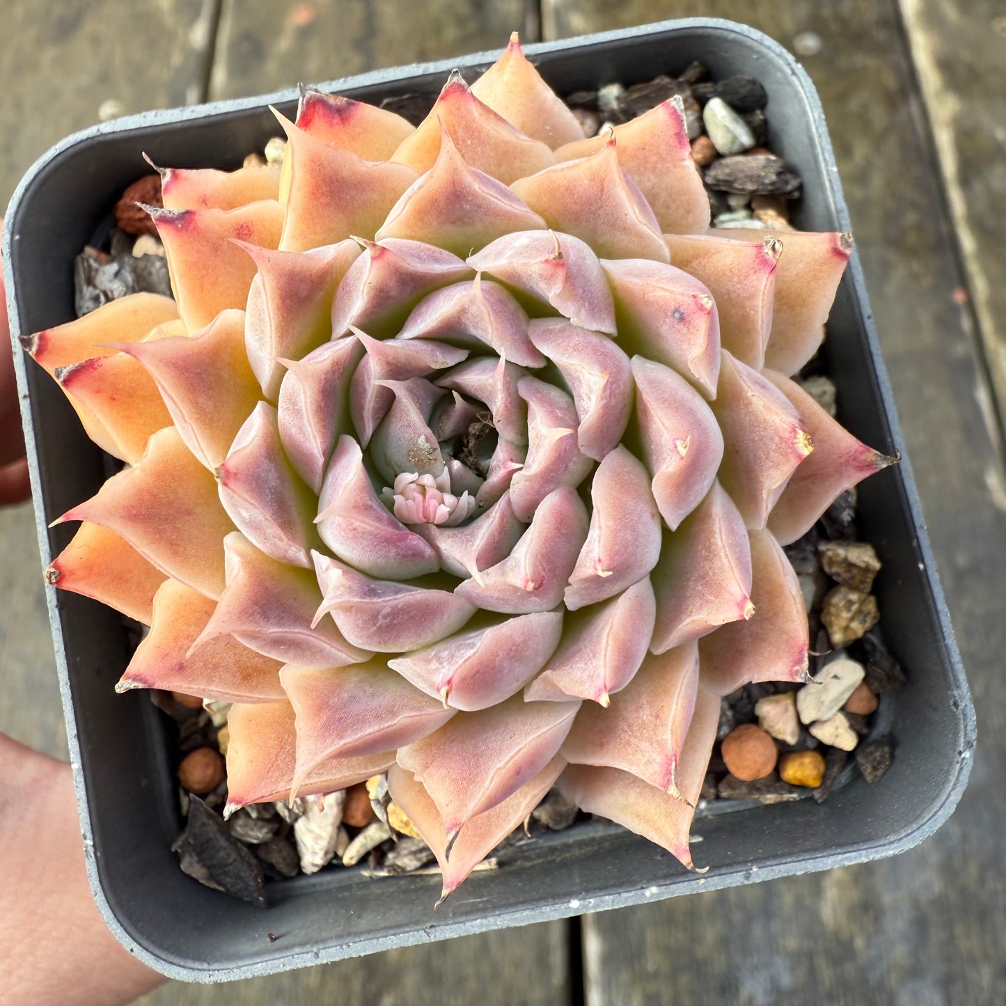 2907 Echeveria 'Ferris Wheel'
