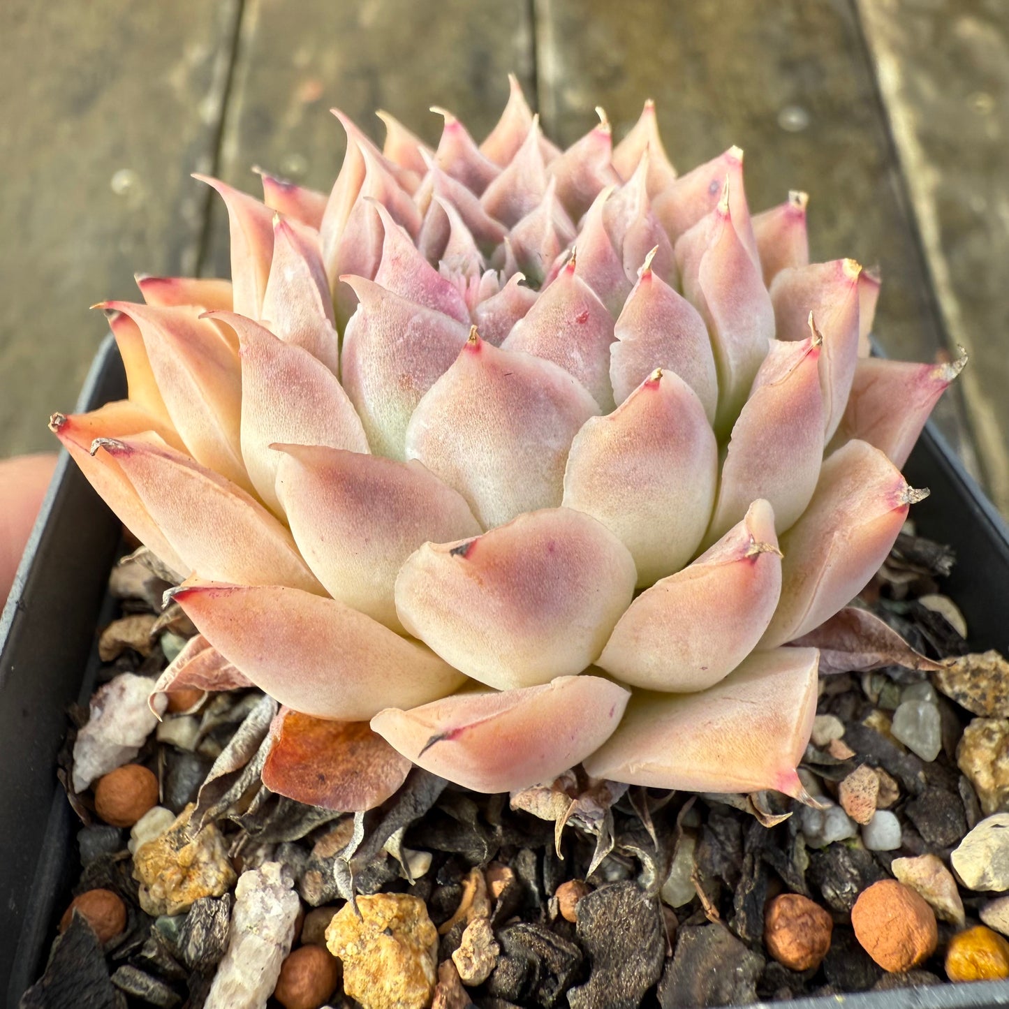 2907 Echeveria 'Ferris Wheel'