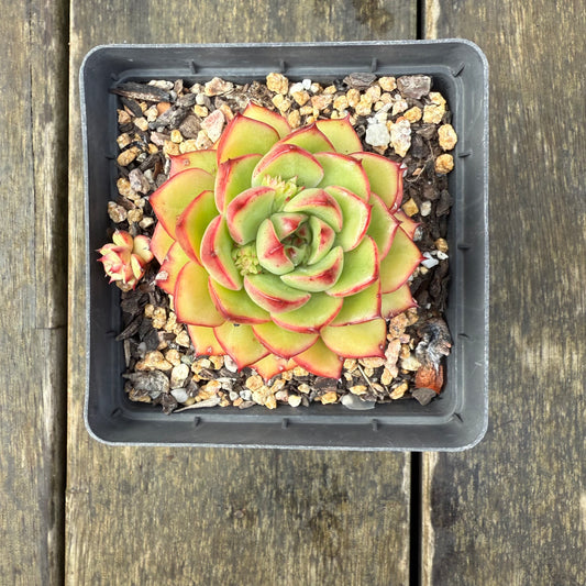 2907 Echeveria Agavoides 'Red Crayon'
