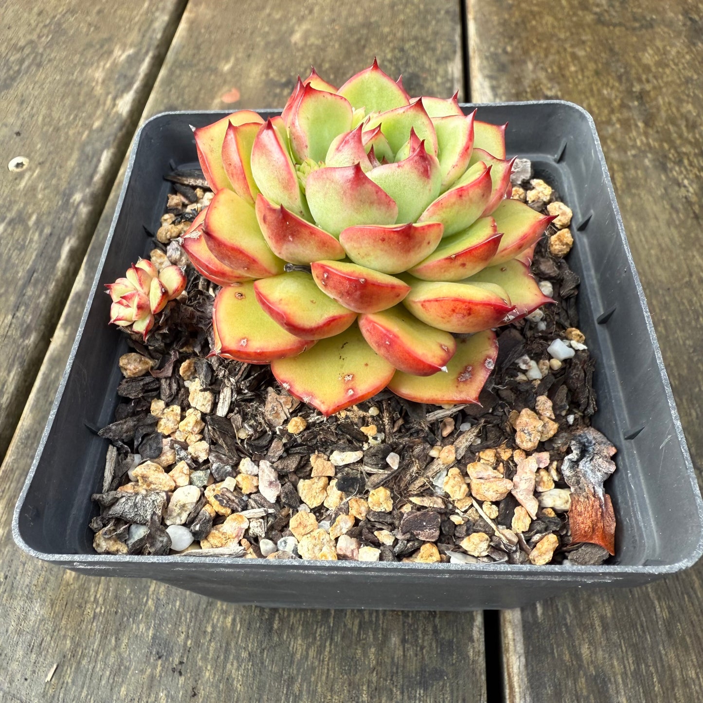 2907 Echeveria Agavoides 'Red Crayon'