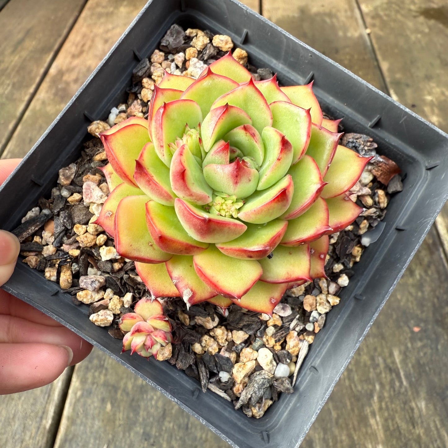 2907 Echeveria Agavoides 'Red Crayon'