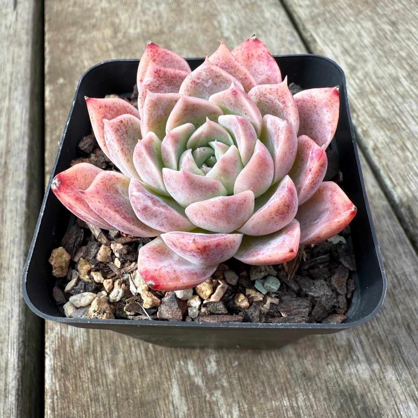 2907 Echeveria 'Sweet Bean'