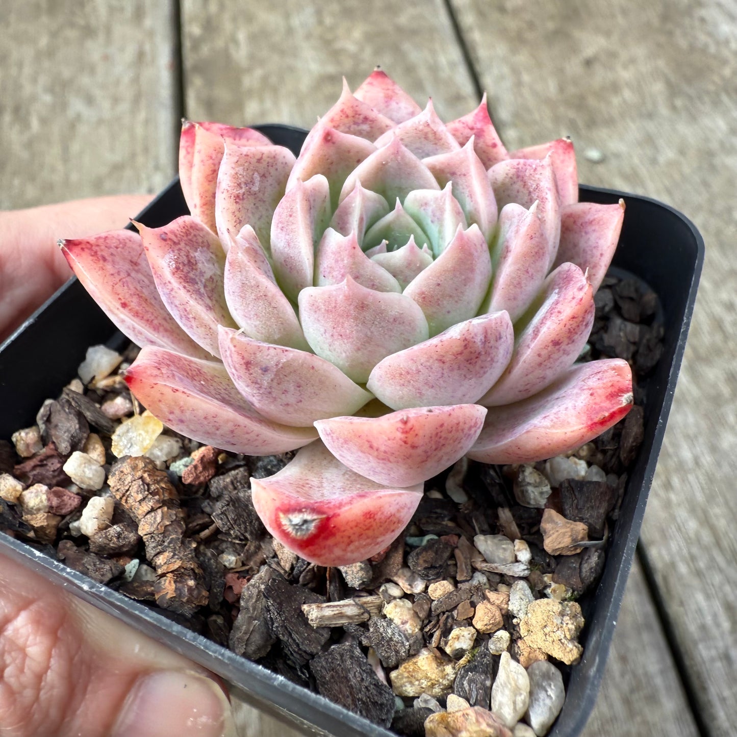2907 Echeveria 'Sweet Bean'
