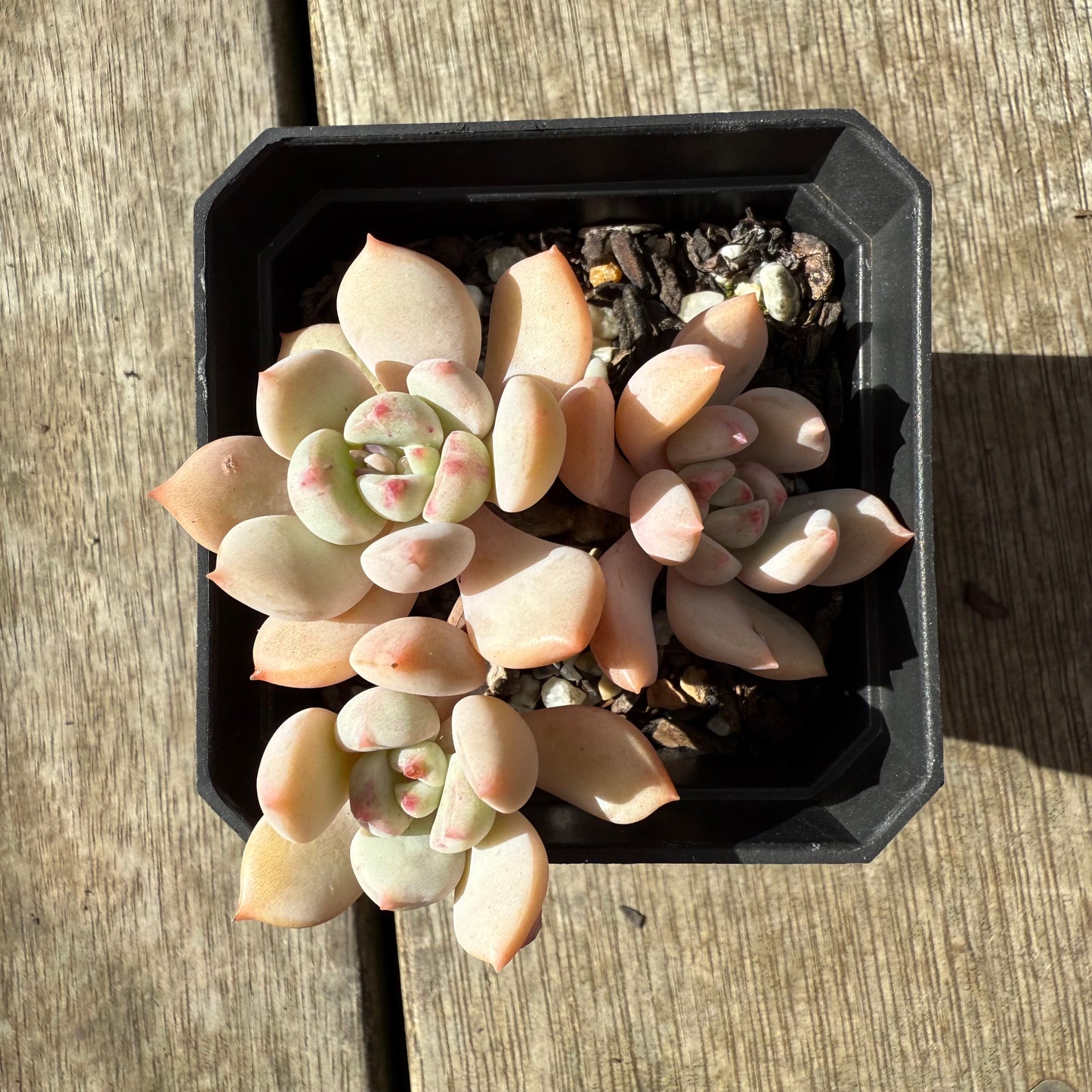 2907 Graptoveria A Grim One (Multi)
