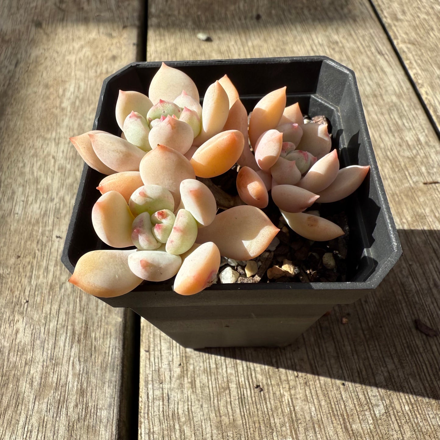 2907 Graptoveria A Grim One (Multi)