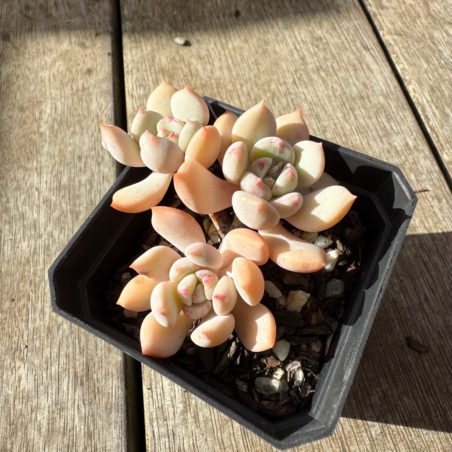 2907 Graptoveria A Grim One (Multi)