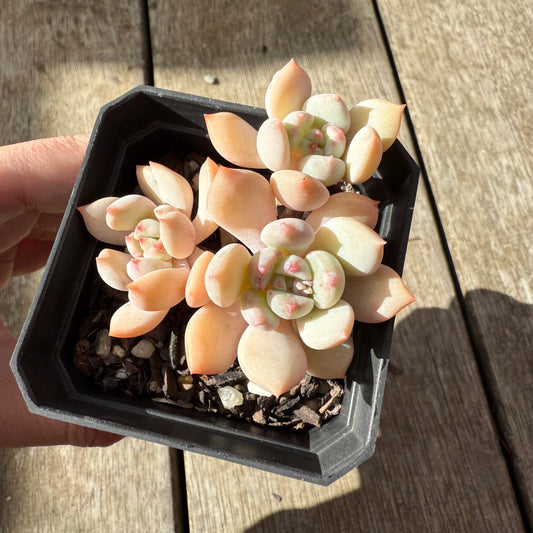 2907 Graptoveria A Grim One (Multi)