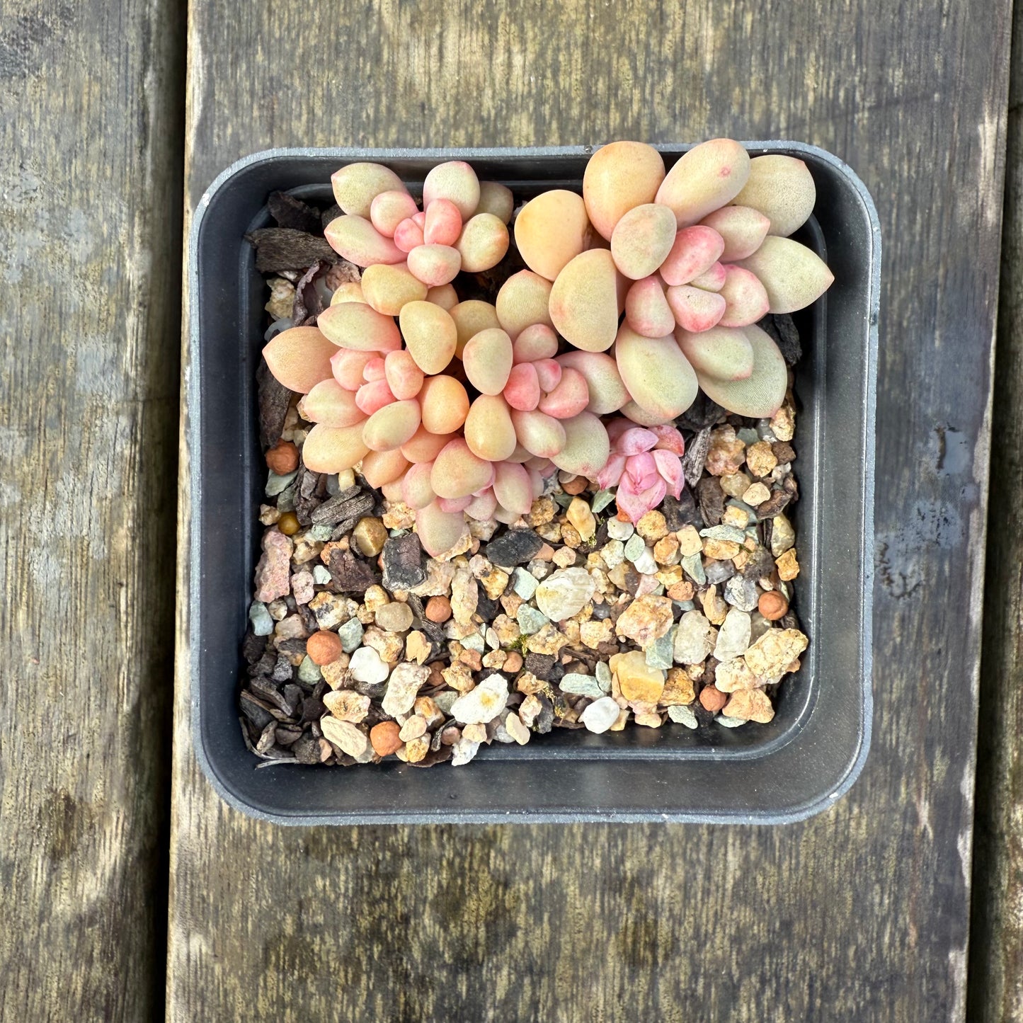 2907 Graptoveria Avant Garde (Round Leaf Form)
