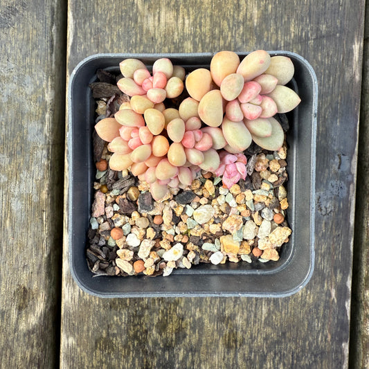 2907 Graptoveria Avant Garde (Round Leaf Form)