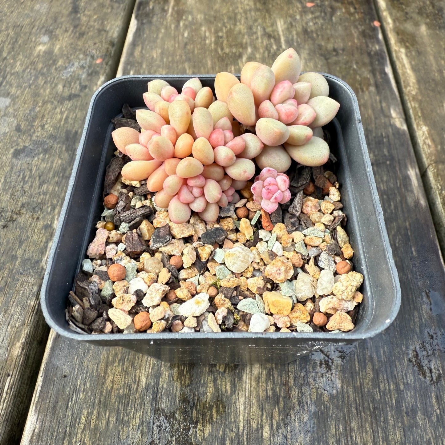 2907 Graptoveria Avant Garde (Round Leaf Form)