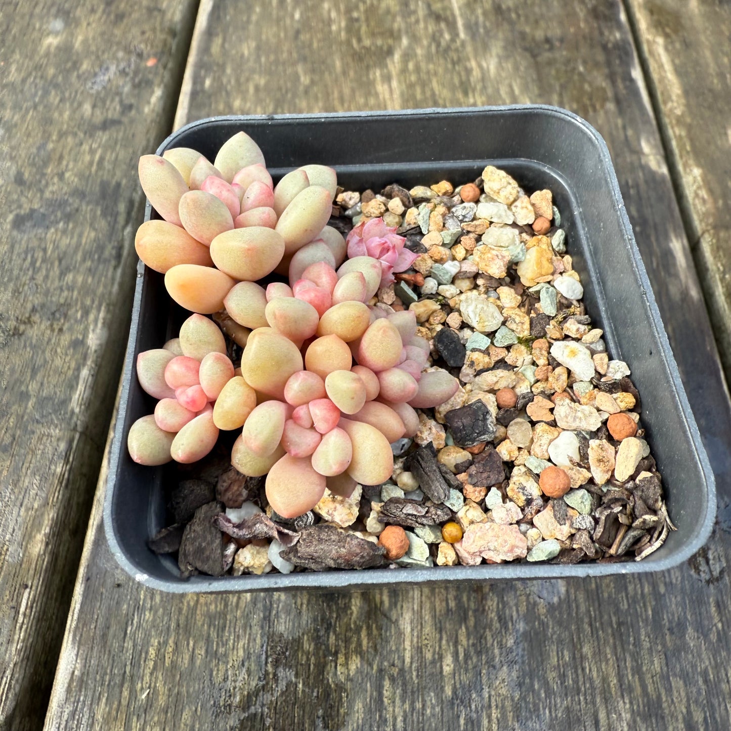 2907 Graptoveria Avant Garde (Round Leaf Form)