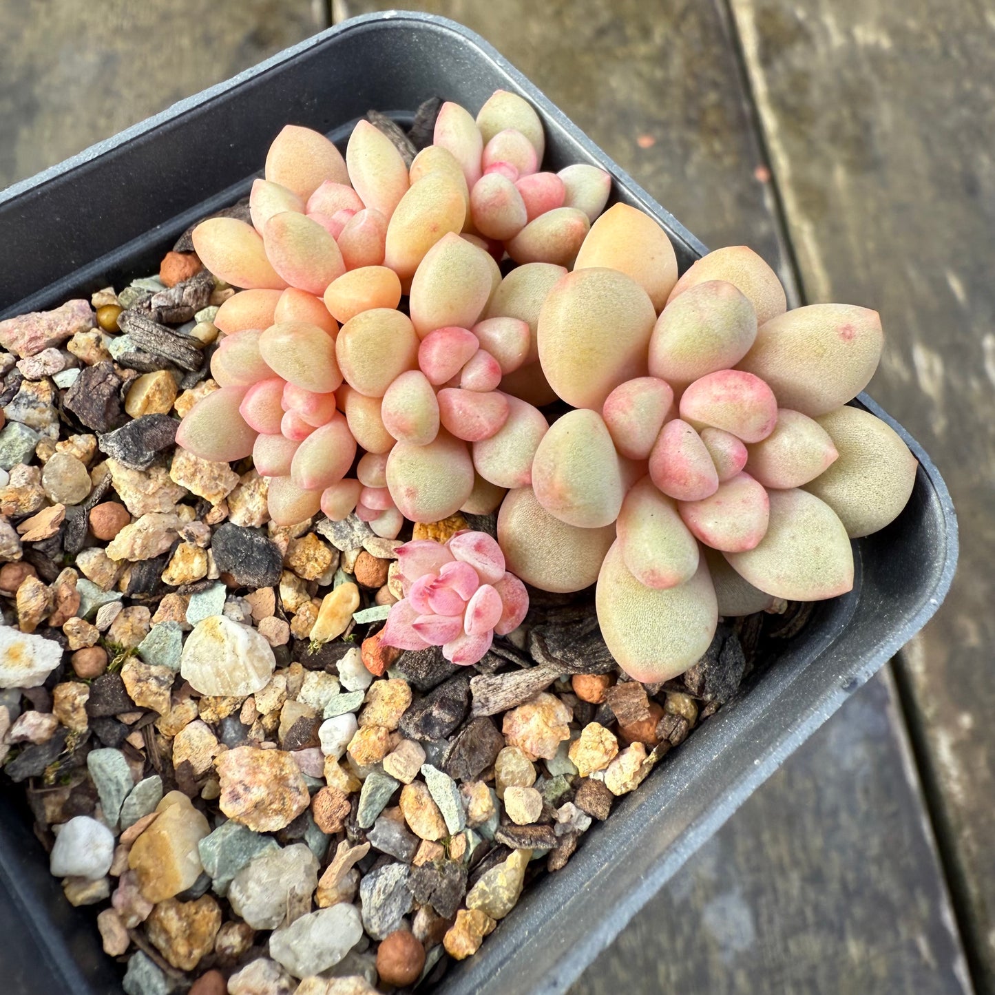 2907 Graptoveria Avant Garde (Round Leaf Form)
