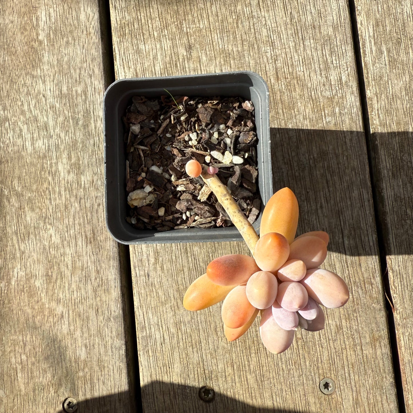 2907 Pachyphytum 'Egg Tart'