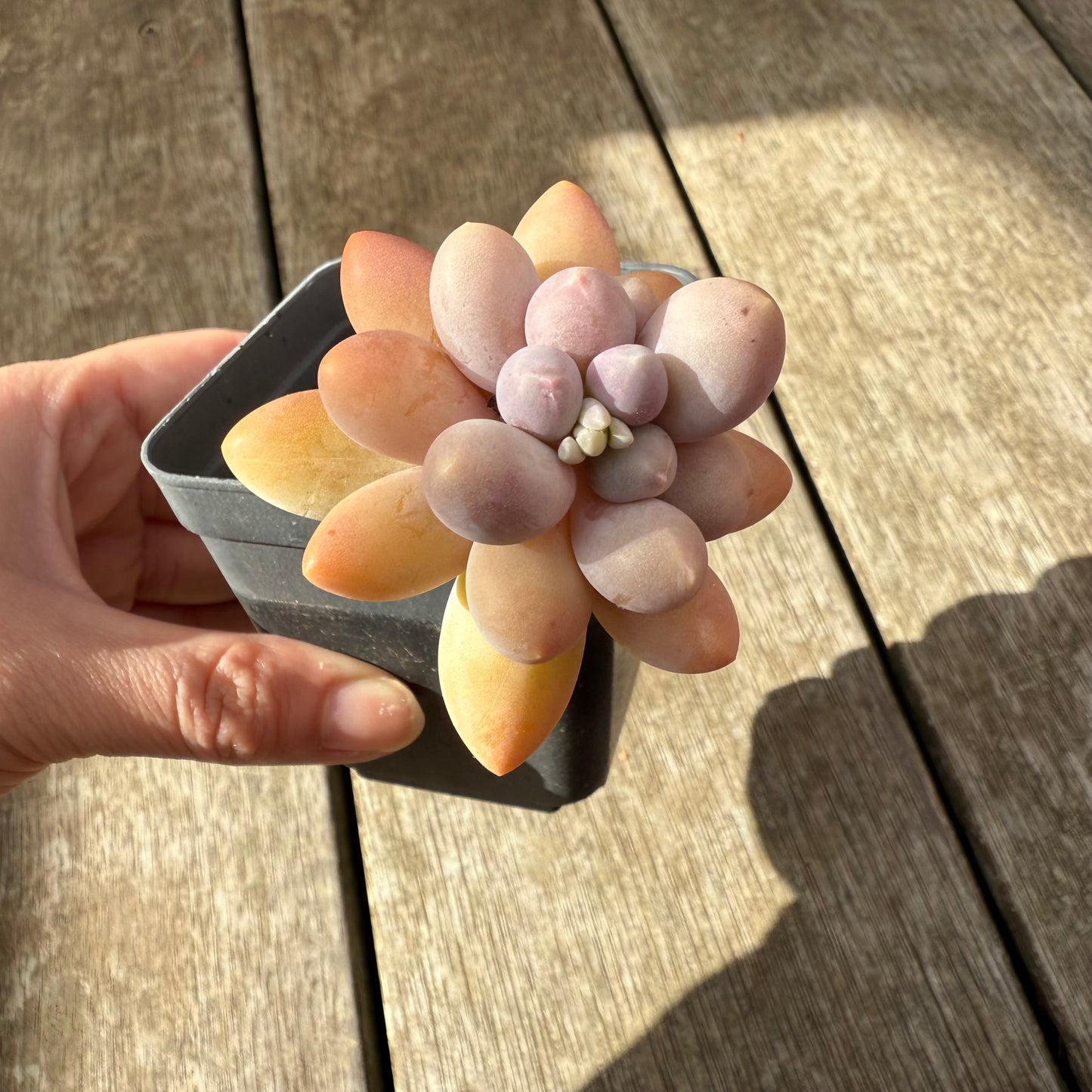 2907 Pachyphytum 'Egg Tart'