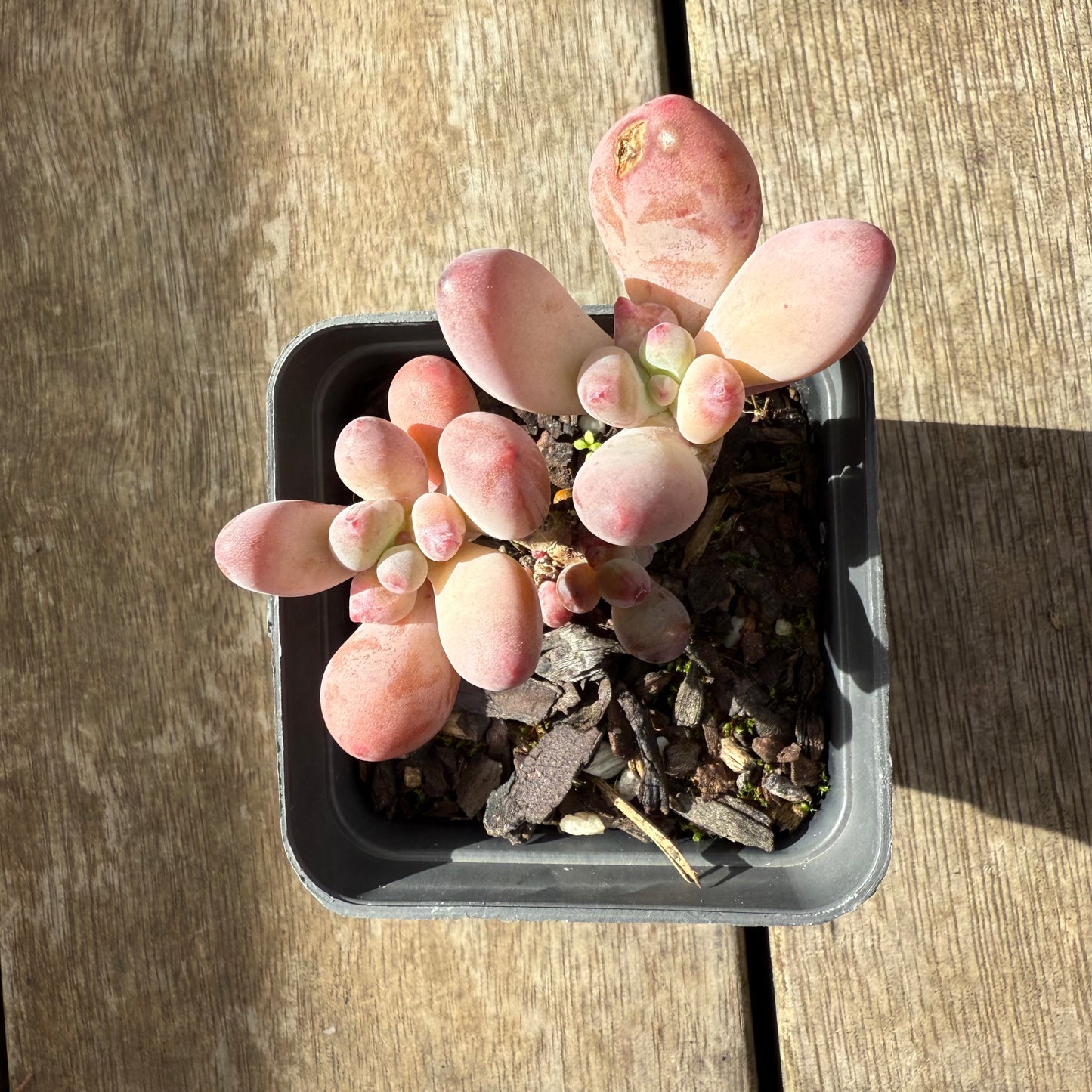 2907 Pachyphytum Garcie