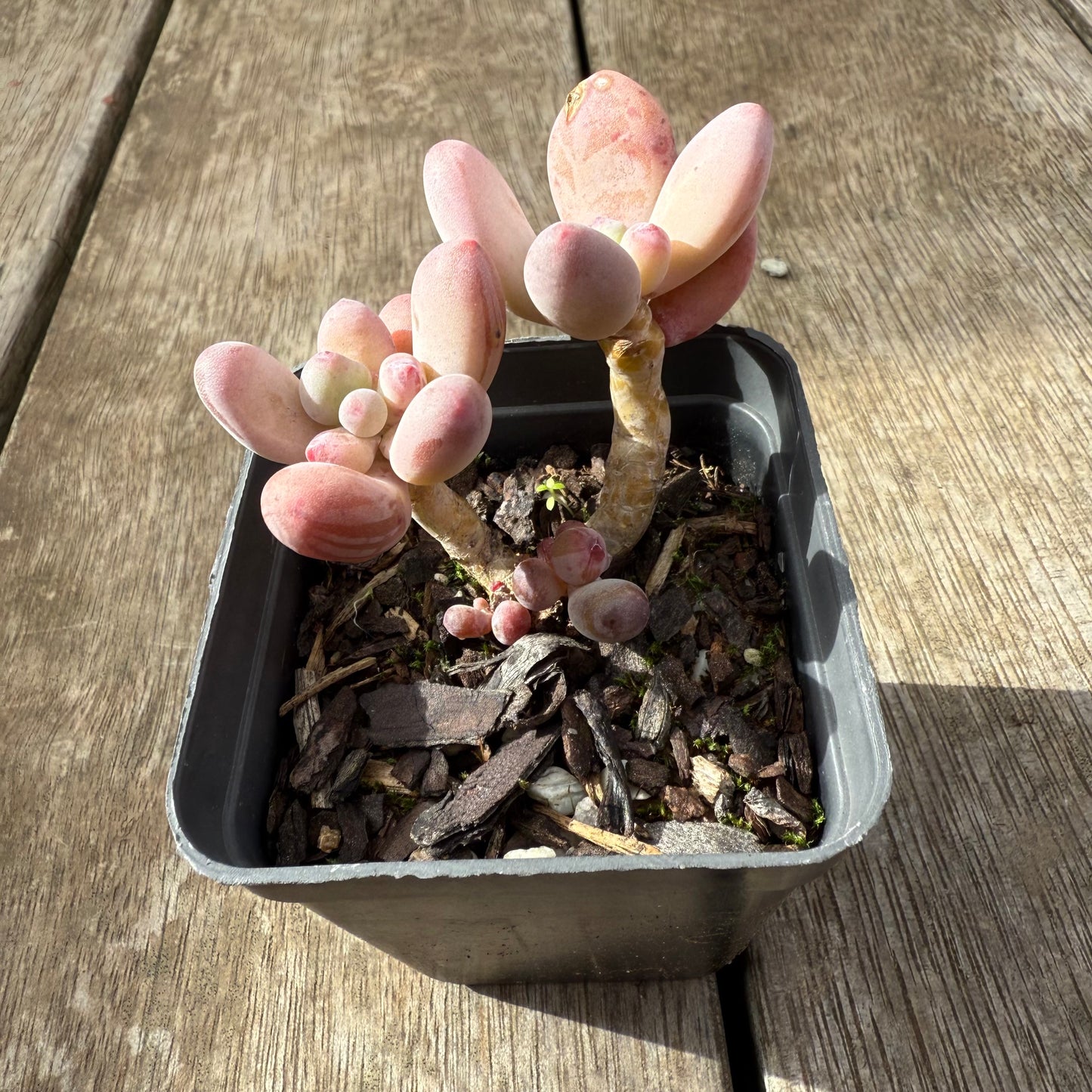 2907 Pachyphytum Garcie