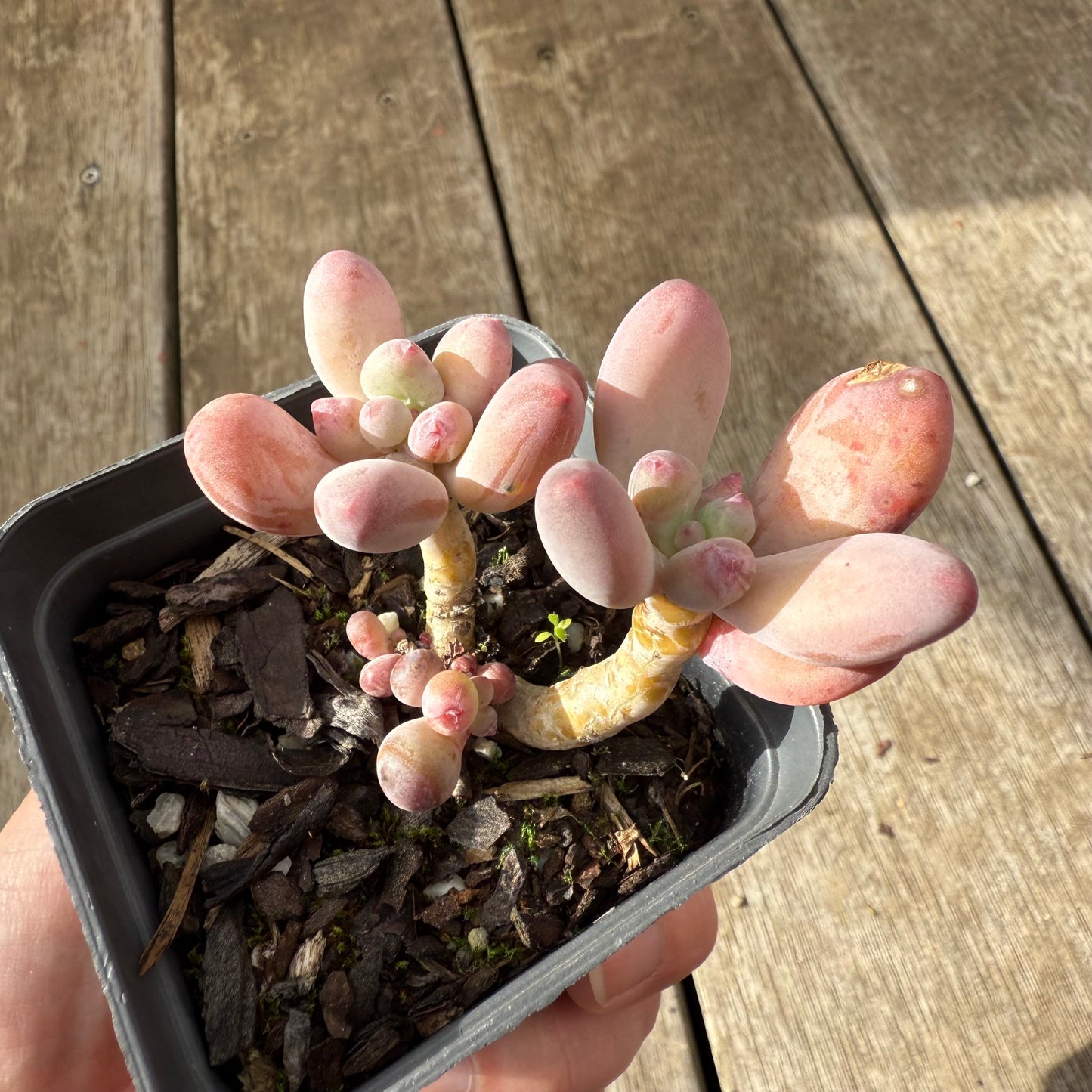 2907 Pachyphytum Garcie
