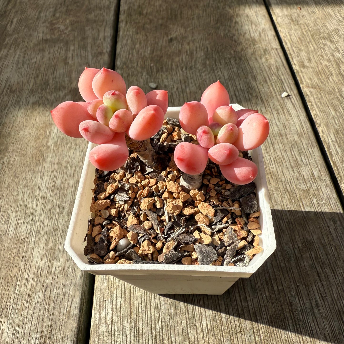 2907 Pachyphytum 'Watermelon Squash'