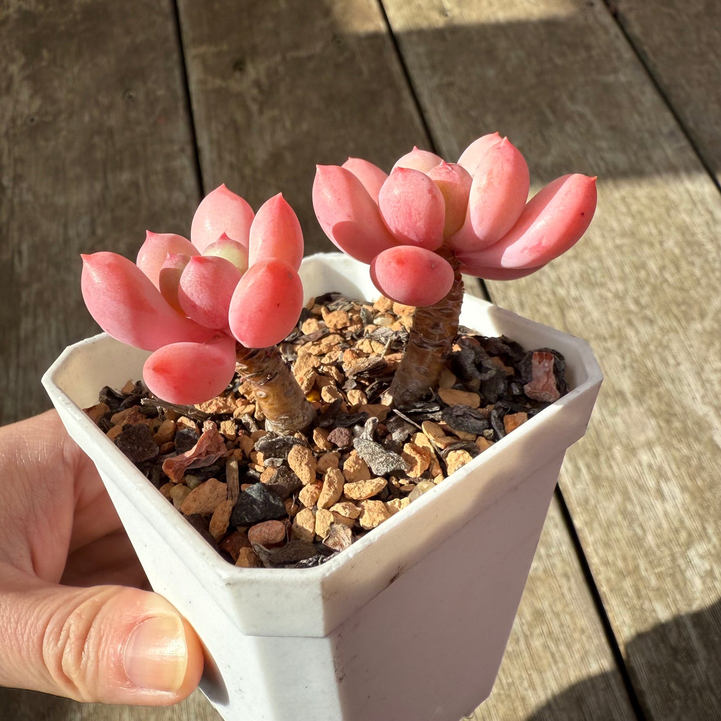 2907 Pachyphytum 'Watermelon Squash'